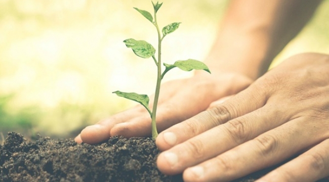 Ücretsiz Tıbbi ve Aromatik Bitki Yetiştiriciliği Kursu Başlıyor