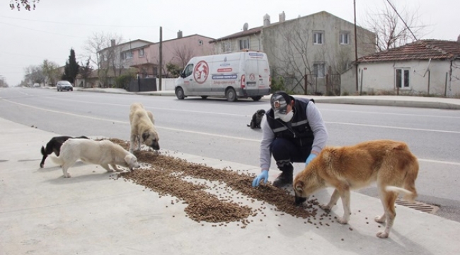 İBB, Sokaktaki Dostları Unutmadı