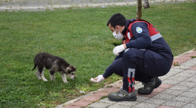 Sokaktaki Canlar Unutulmuyor