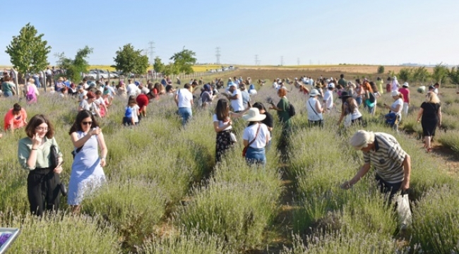 Tıbbi Ve Aromatik Bitki Distilasyonu Kayıtları Başladı