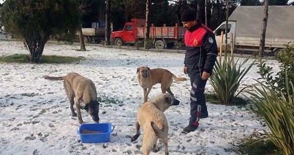 Silivri Belediyesi, Can Dostlarımızı Soğuk Kış Günlerinde Yalnız Bırakmıyor!