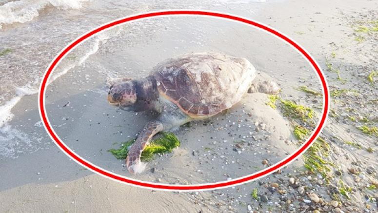 Caretta Caretta ölümüne otopsili araştırma