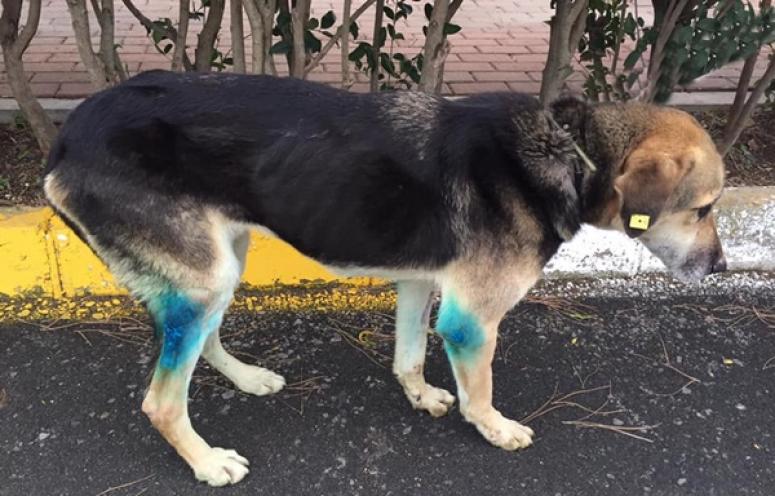 Yaşlı köpek, tümöründen kurtarıldı