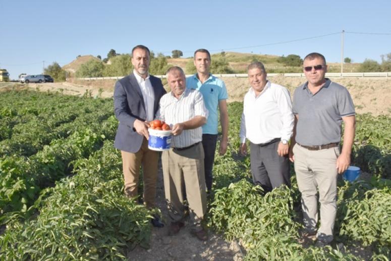 Yılın ilk domatesini Başkan Yılmaz topladı